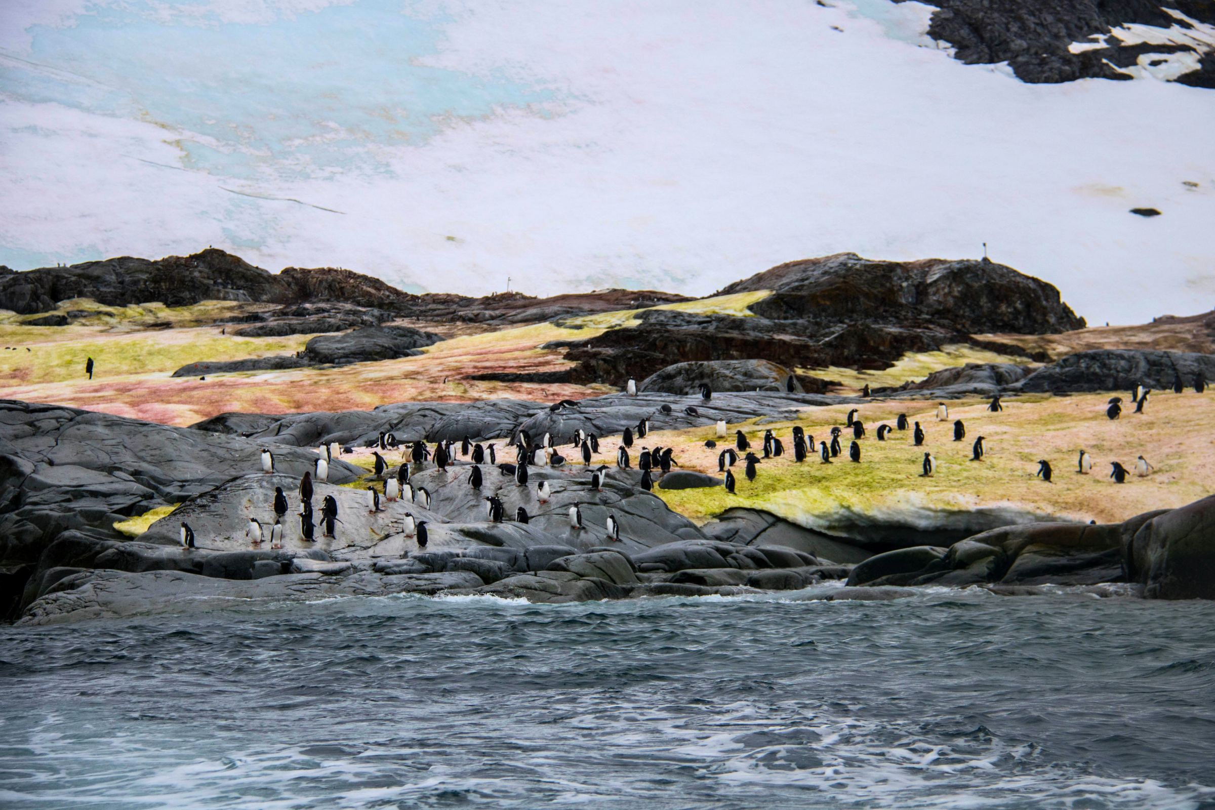 134 petermann island.webp